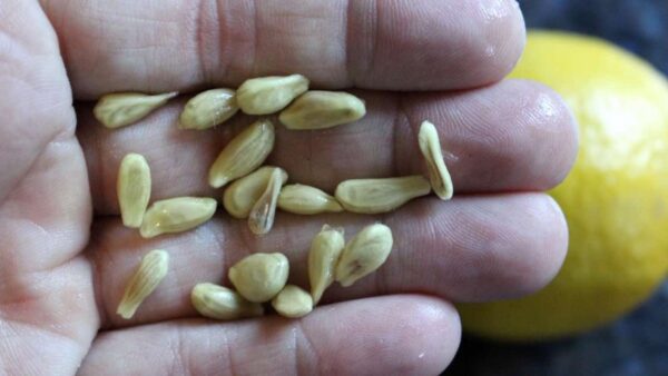 Lorsque vous pressez des citrons, ne faites pas l’erreur de jeter les graines : elles valent leur pesant d’or utilisées ainsi