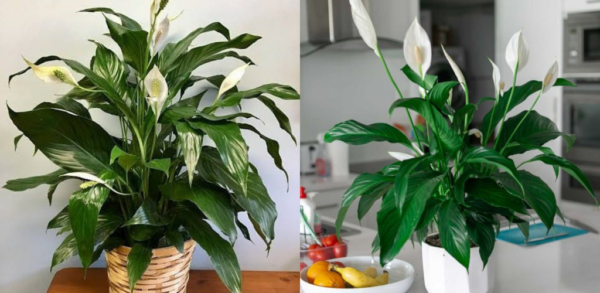 Lys de la paix, ce liquide vaut de l’or : il fera exploser de nombreuses feuilles vertes saines