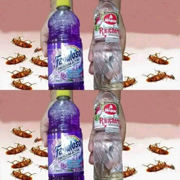 MAISON ENVAHIE PAR DES CAFARDS ET DES BLATTES, COMMENT NETTOYER LE SOL POUR LES ÉLIMINER IMMÉDIATEMENT