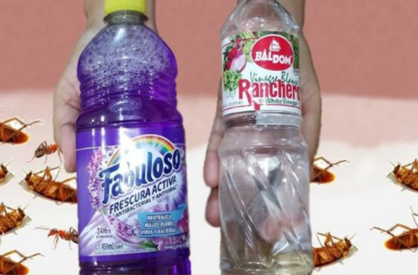 MAISON ENVAHIE PAR DES CAFARDS ET DES BLATTES, COMMENT NETTOYER LE SOL POUR LES ÉLIMINER IMMÉDIATEMENT