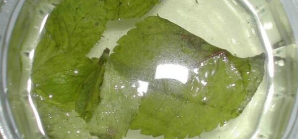 METTRE 2 FEUILLES DE MENTHE DANS DE L’ALCOOL, C’EST CE QUE FONT LA PLUPART DES FEMMES AU FOYER.