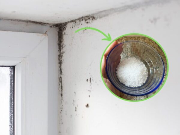 MOISISSURES ET HUMIDITÉ DANS LES COINS DE LA MAISON : LE REMÈDE NATUREL POUR Y REMÉDIER