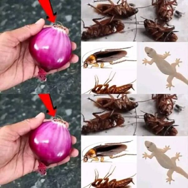 Maison envahie par les coquerelles et les coquerelles, comment nettoyer le sol pour les éliminer immédiatement