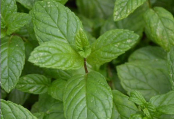 Menthe : voici pourquoi cette plante peut changer nos vies