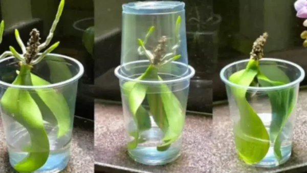 Mettre des Feuilles d’orchidée dans l’eau : ce qui se passe