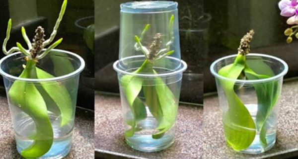 Mettre des feuilles d’orchidée dans l’eau : ce qui se passe