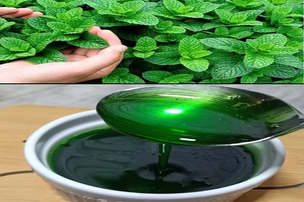 Mint Magic : 8 Raisons De Cultiver De La Menthe