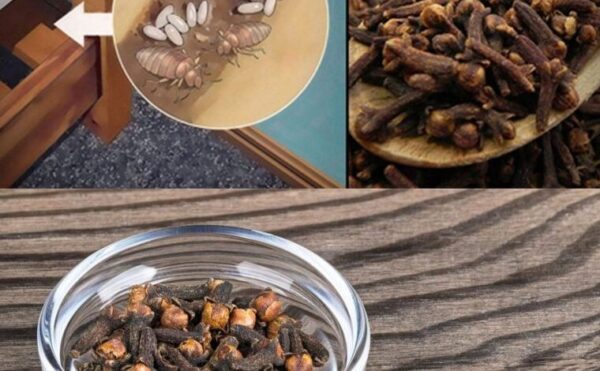 Mélange puissant avec des clous de girofle pour éliminer les punaises de lit