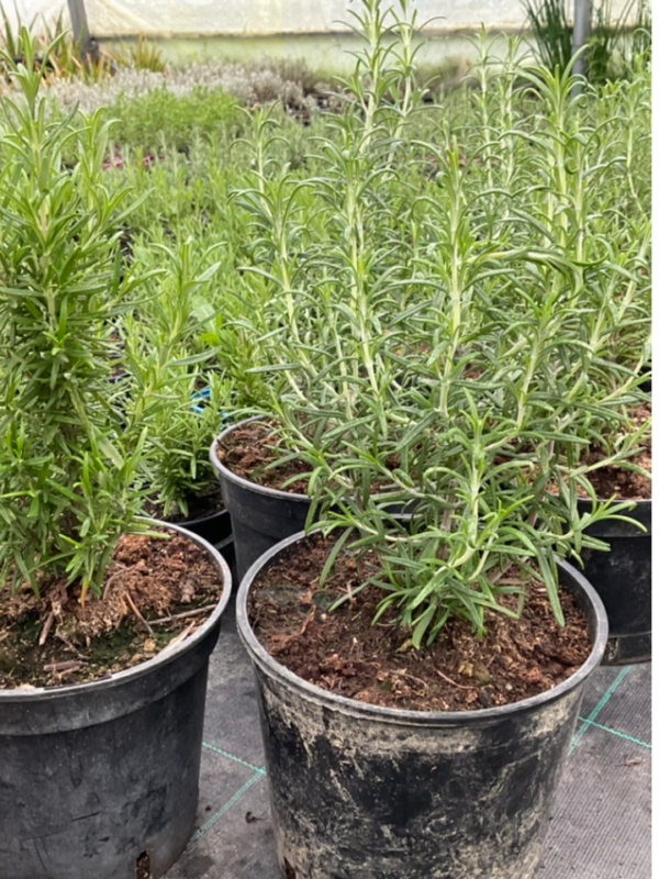 Multiplier le Romarin par Bouturage : Méthodes et Conseils