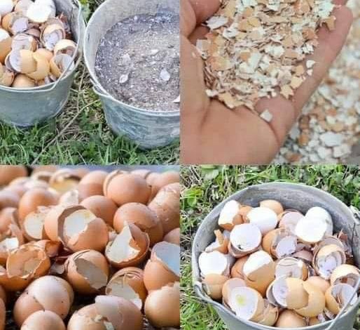 Ne jeter plus les coquilles d’oeufs : 9 façons de les réutiliser