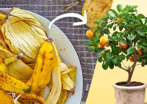 Ne jetez plus la peau de banane : voici 8 utilisations intelligentes dans le jardin