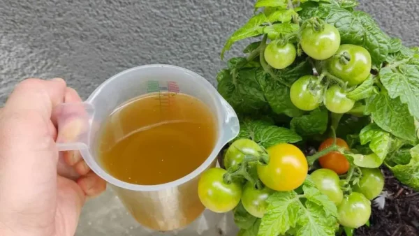 O melhor fertilizante orgânico barato – explosão para tomates e pepinos