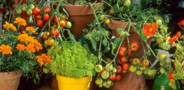 O segredo para obter uma colheita abundante de tomates na sua varanda