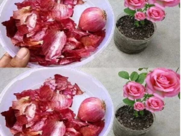 Oignons et ail : comment les cultiver à la maison et économiser beaucoup d’argent