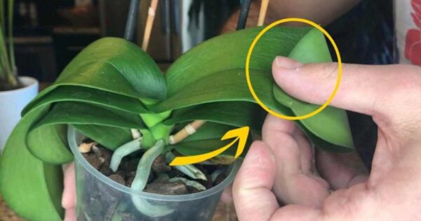 Orchidée aux feuilles molles et suspendue vers le bas: comment la récupérer immédiatement