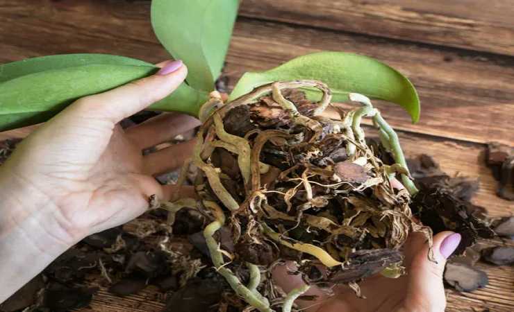 Racines d’orchidées pourries