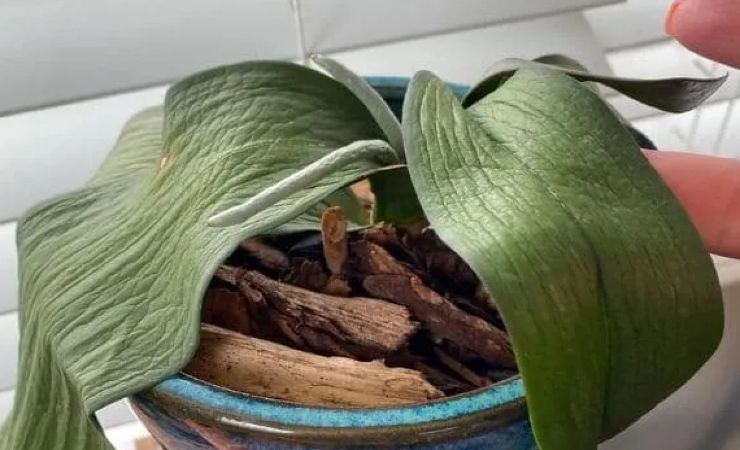 Orchidée aux feuilles molles 