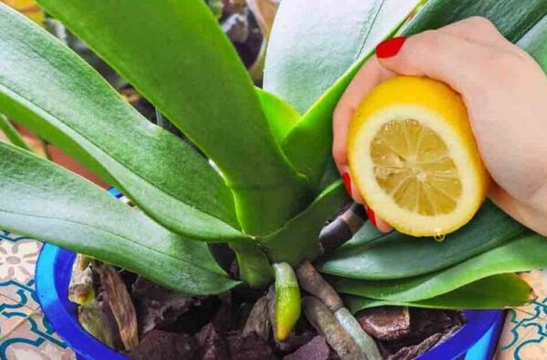 Orchidée : comment avoir une belle floraison et conserver la plante en bonne santé ?