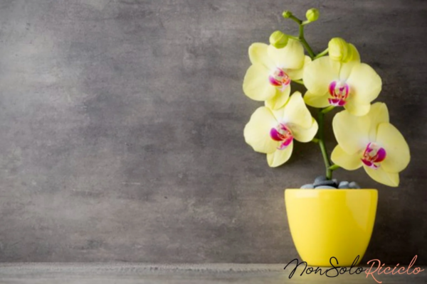 Orquídeas bonitas e floridas: você só precisa de uma pitada deste ingrediente.