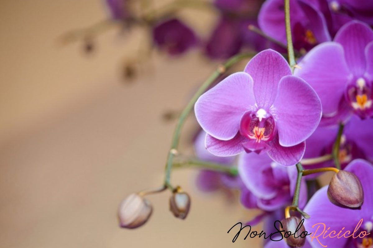 Orquídeas bonitas e floridas: apenas uma pitada deste ingrediente.