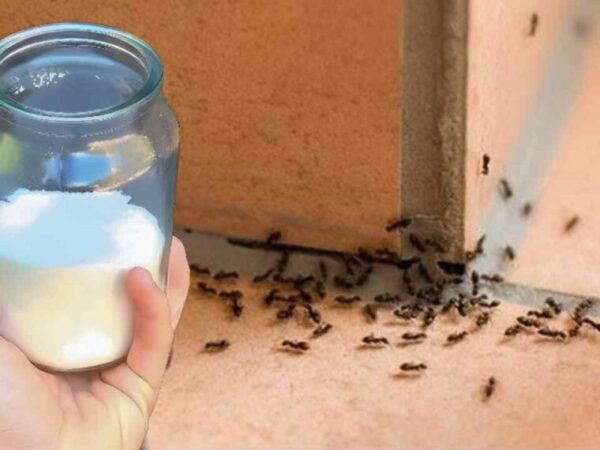 PLUS DE FOURMIS DANS LA MAISON, AVEC LA MÉTHODE DU SUCRE, ELLES DISPARAISSENT IMMÉDIATEMENT