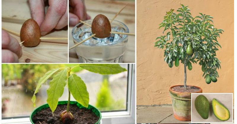 Stop Buying AVOCADOS and Start Growing Them at Home: Here's How!