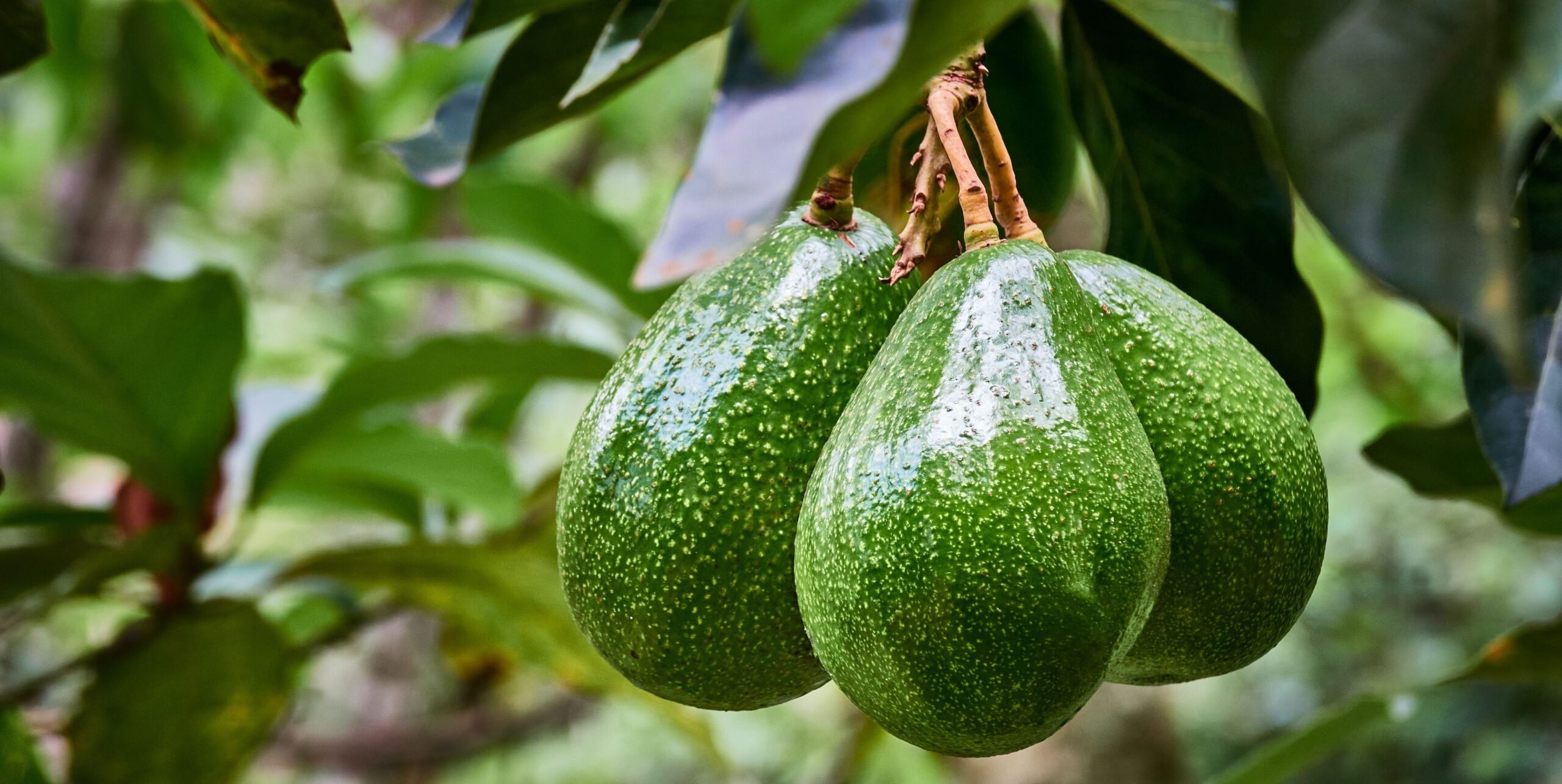 How To Grow Avocado At Home – 3 Simple Methods To Try