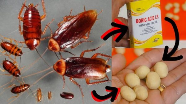 Pas de Panique : Comment se Débarrasser des Cafards ?