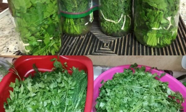 Persil frais pendant un mois avec la méthode du bol: les chefs le font