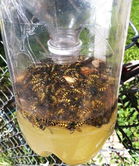 Piège à guêpes DIY