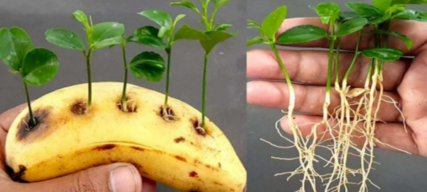 Piquer une banane et mettre les graines de citron dedans : l’astuce géniale