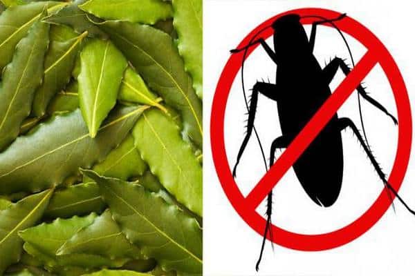 Placez Quelques Feuilles de cette Plante dans tous les Coins de votre Maison et plus Jamais vous ne Reverrez de Cafards
