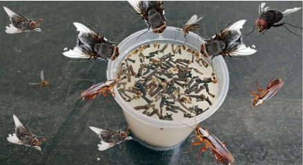 Placez-le dans la cuisine : il éloigne les mouches, les moustiques et autres insectes