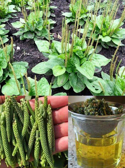 Plantain à feuilles larges : dévoiler les merveilles de l&rsquo;herbe médicinale de la nature