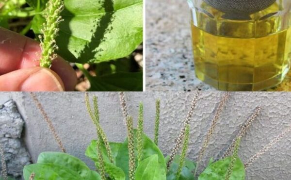 Plantain : propriétés et bienfaits de cette plante médicinale spontanée