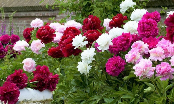 Planter des pivoines ou, quand et comment ?