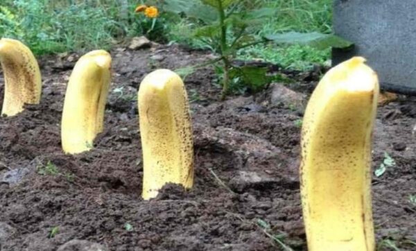 Plantez 4 bananes dans votre jardin, vous ne vous attendez vraiment pas à la suite