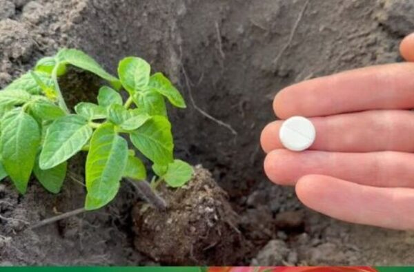 Potager : Si vous voulez d’énormes tomates rouges et juteuses, donnez-les à la plante.