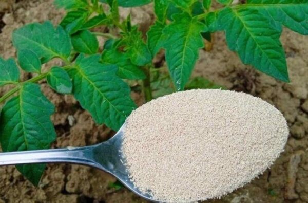 Potager, avec cela les pucerons et les fourmis disparaîtront des plantes immédiatement