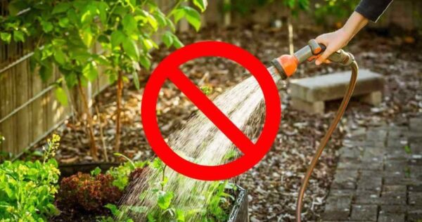 Potager, comment cultiver sans eau avec la fameuse méthode Fukuoka