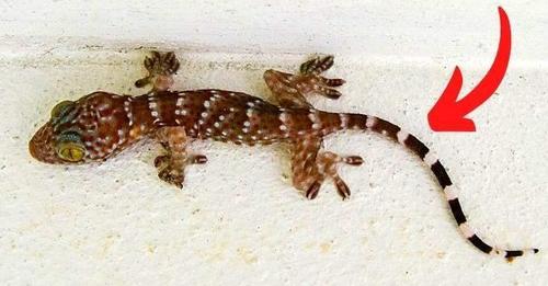 Pourquoi Il Ne Faut Jamais Tuer les Geckos Dans Votre Maison ?