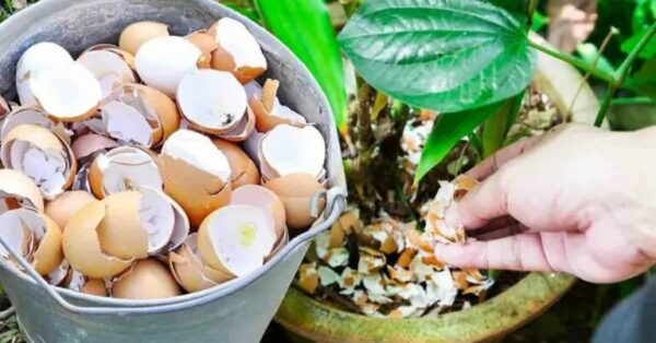 Pourquoi est-il ingénieux de placer des coquilles d’oeufs autour des plantes ?