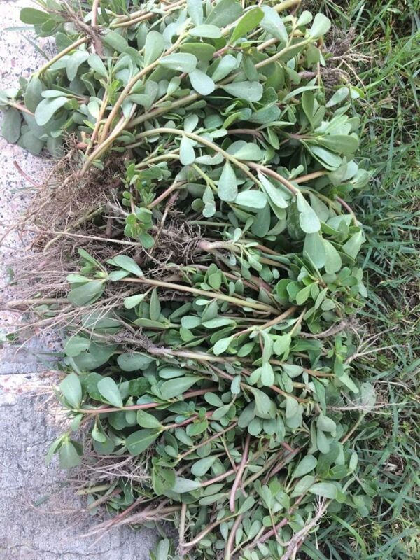 Pourquoi il Faut Avoir cette Plante dans le Jardin