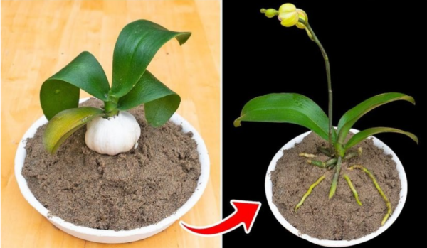 Pourquoi les jardiniers mettent-ils une gousse d’ail dans les orchidées ?