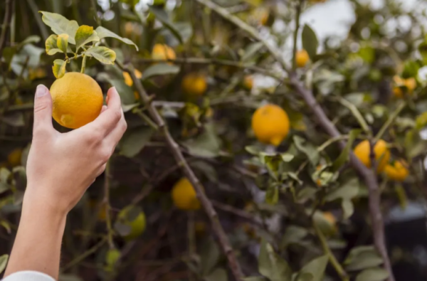 Pourquoi votre citronnier ne produit-il pas de citrons et comment faire beaucoup de fruits ?