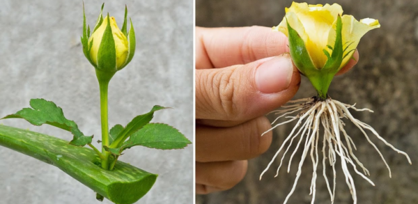 Propagation des branches de rosiers dans le sable, comment les planter pour obtenir de nombreuses racines.