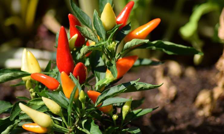 plante de piment