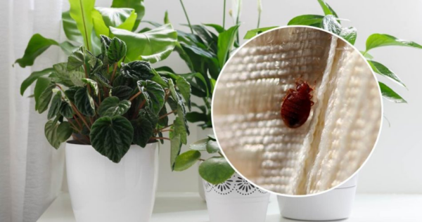 Punaises de lit dans la maison, cette belle plante est un miracle : elle les éloigne toutes