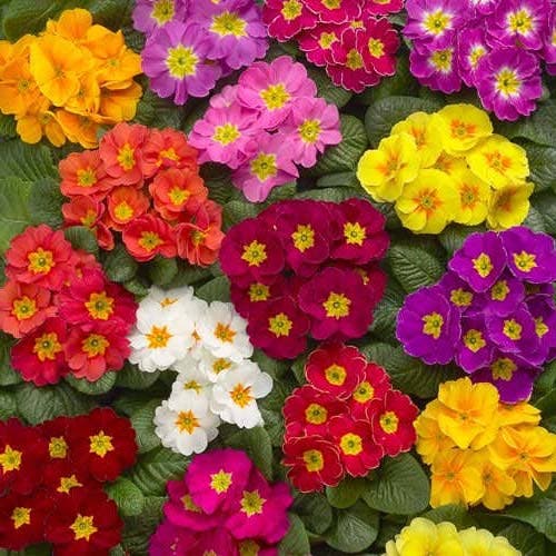 Que semer en novembre ? La liste complète des plantes, fruits et légumes pour démarrer votre véranda 6 primevères