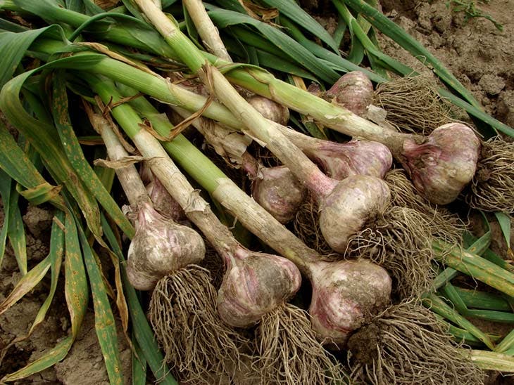 Que semer en novembre ? La liste complète des plantes, fruits et légumes pour démarrer votre véranda 2 ail
